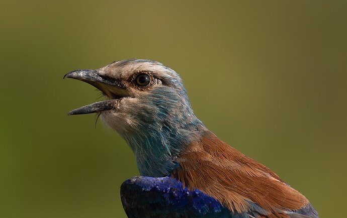 abyssinian-roller_V2R9981