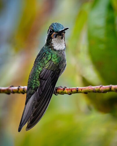 White-Necked-Jacobin-2-copy