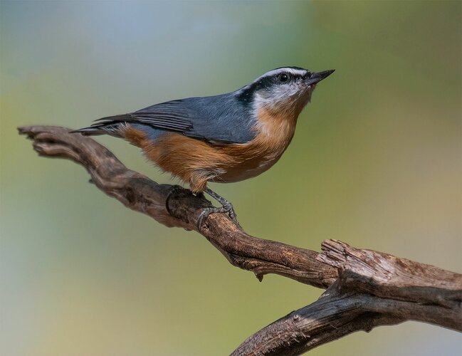 NUTHATCH