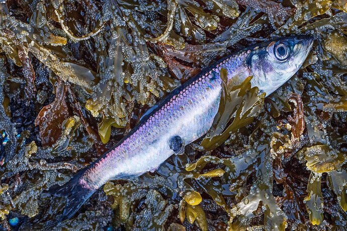 Herring_Sandor