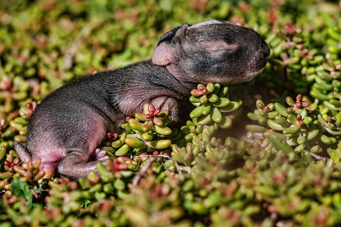 newborn-bunny-copy