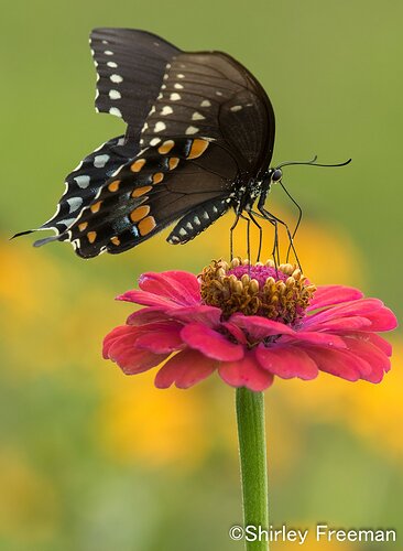 SwallowtailPinkFlower