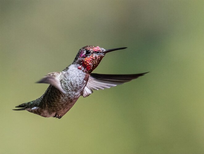 HUMMER