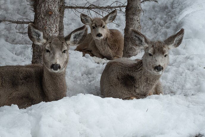 Mule%20Deer%20Family%20Sleeping%20(1%20of%201)
