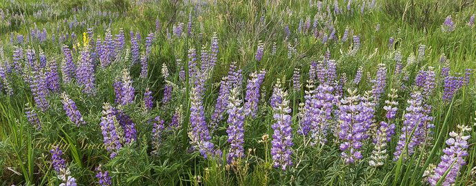 Lupine%20of%20Green%20Mountain-