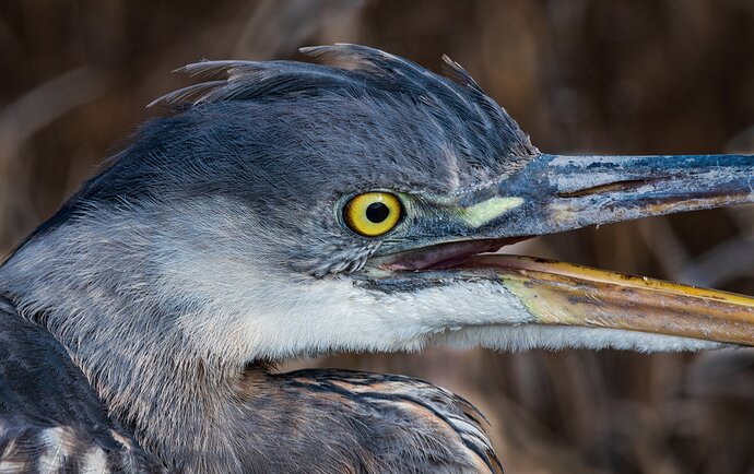 GBH-closeup-copy