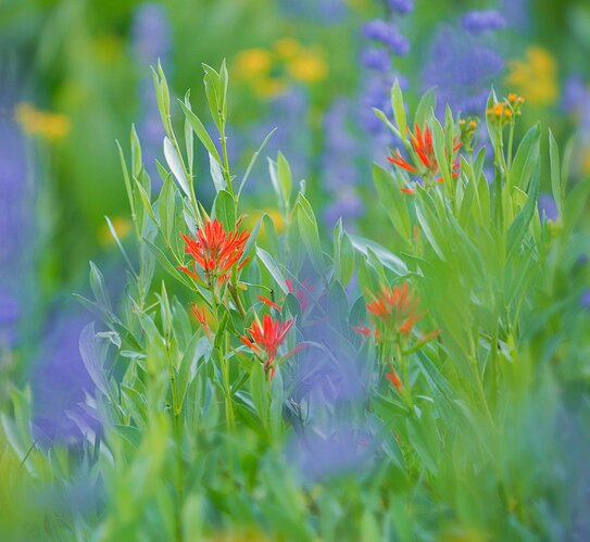 49D2666VSQ_1500%20copy2