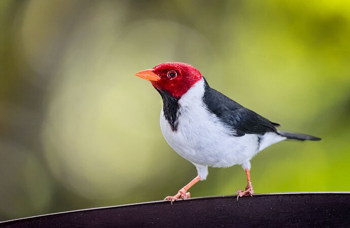 yellow-billed-cardinal-copy