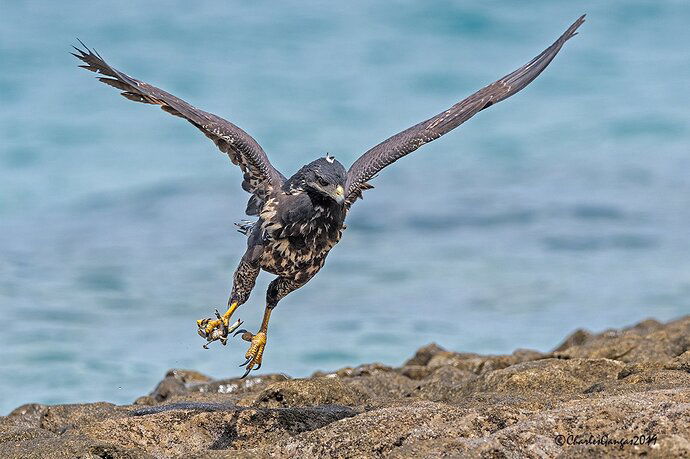 Imm-Common-Black-Hawk_Crab_%2317a_CMG7155-Edit-copy