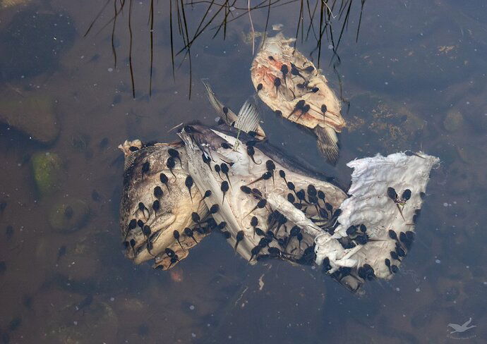 -20190525-IMG_6621-tadpoles-Editlarge%20npn