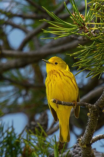 Yellow%20Warbler-NPN2