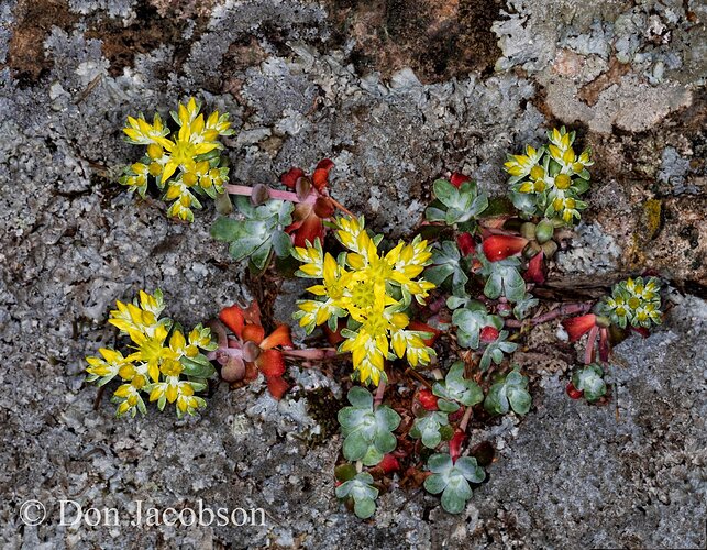 Sedum%20spathulifolium%2019-2777