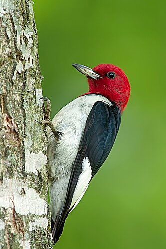 Red%20Headed%20Woodpecker%20Melanerpes%20erythrocephus%20014