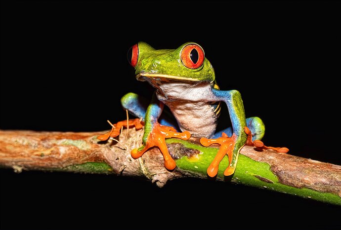 red-eyed-leaf-frog-copy