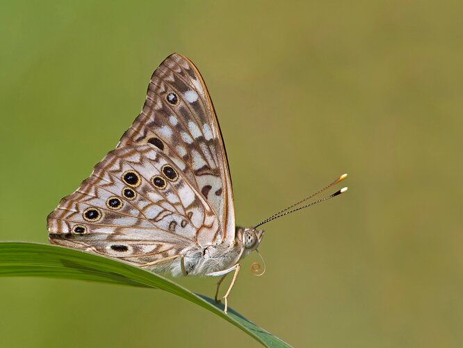 Hackberry%20Emperor%20Butterfly%20-%20NPN