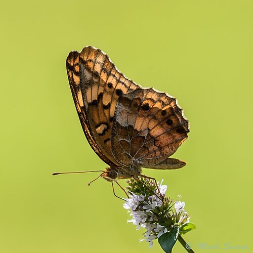 Variegated%20Fritillary