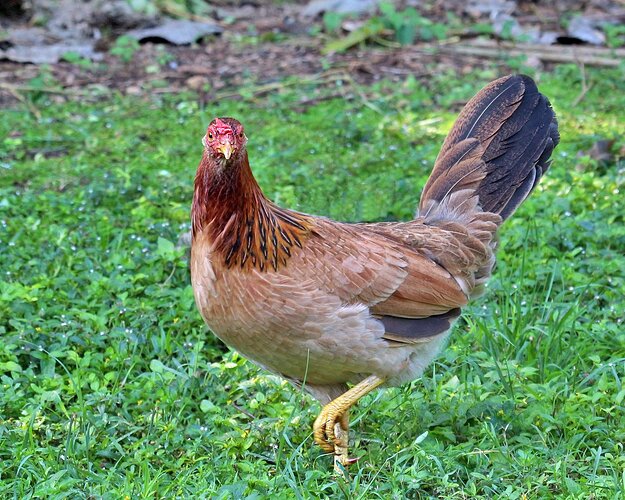 20160127%20170347000_Oahu_Feral%20Chicken