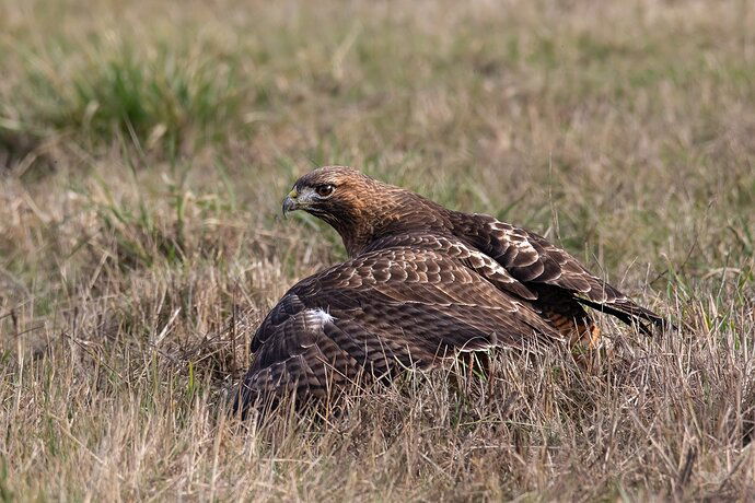 -20190128-_7D21106-Ridgefield-Edit-Editlarge%20npn