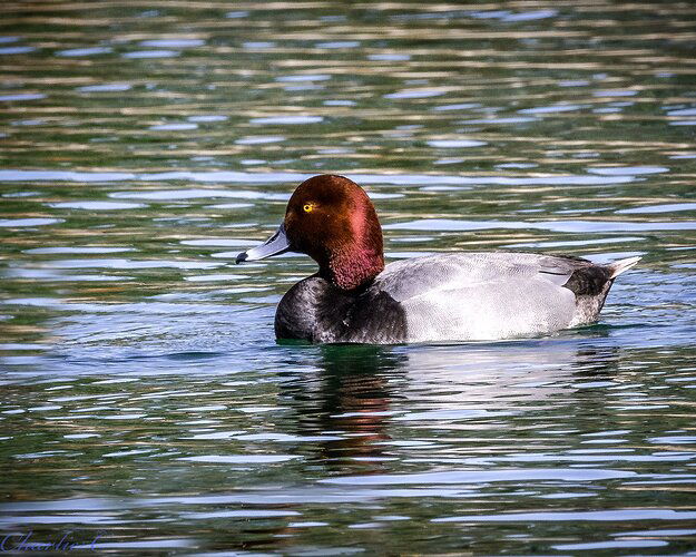Redhead-edit