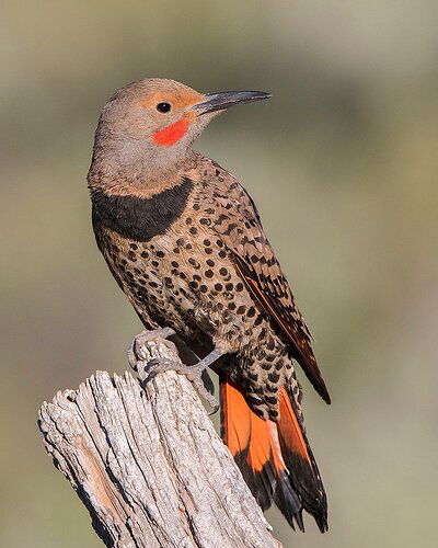 northern-flicker602