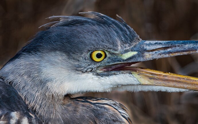 GBH-closeup-2-copy