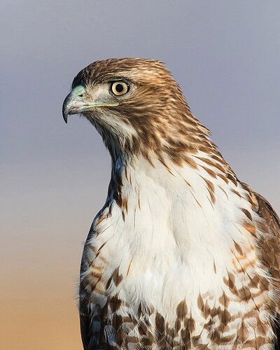 red-tailed-hawk51