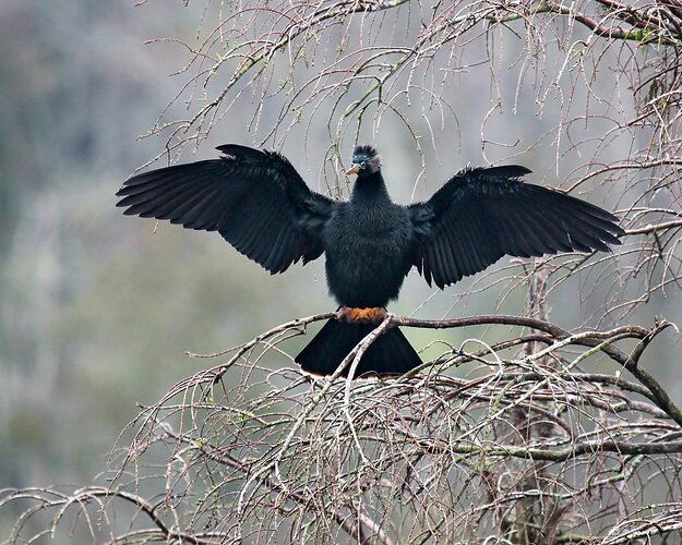 20180317%20133217000_Edisto%20Is%2C%20SC_Anhinga