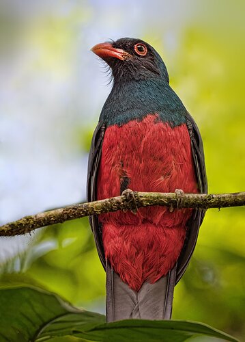 Trogon-copy