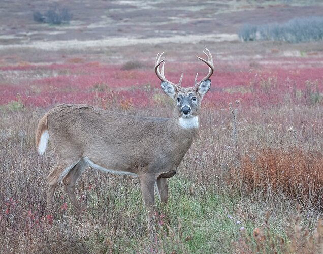 Big%20Meadows%20Fall%20Buck%20(1%20of%201)