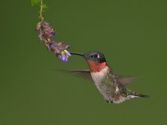 Ruby-throated%20Hummingbird%20-%20NPN