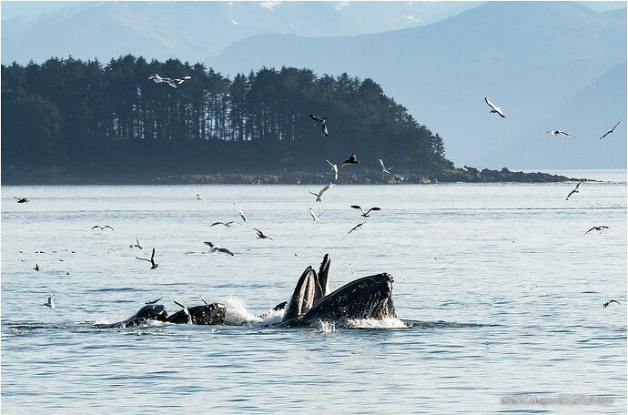 Feeding-Frenzy-9020A77IIXXL