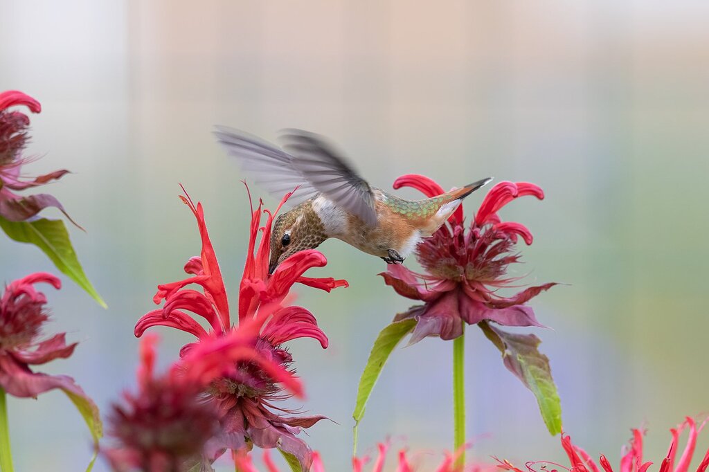 Processing Challenge - Discussions - Nature Photographers Network