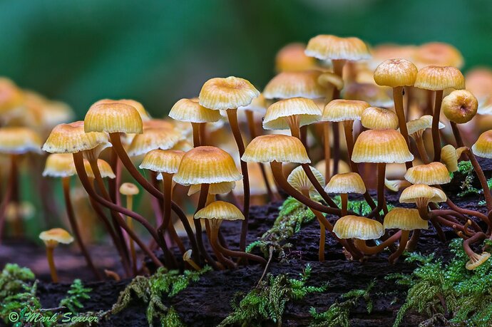 Atheniella%20aurantiidisca