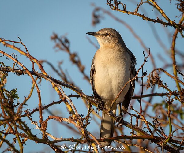 MockingbirdInBriars