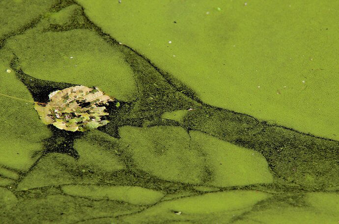 krickenbeck_IMGP4334