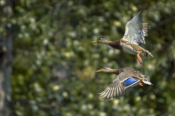 Mallards In Motion