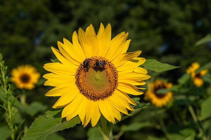 Sunflower%20and%20Friends%20(1%20of%201)