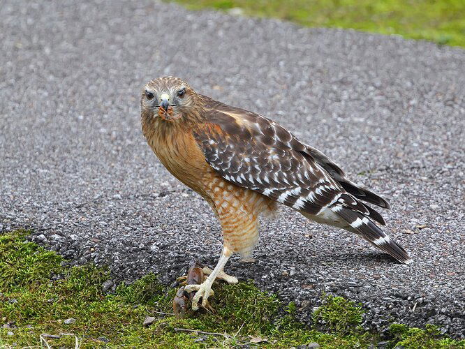 Red-shouldered%20Hawk%20-%20NPN