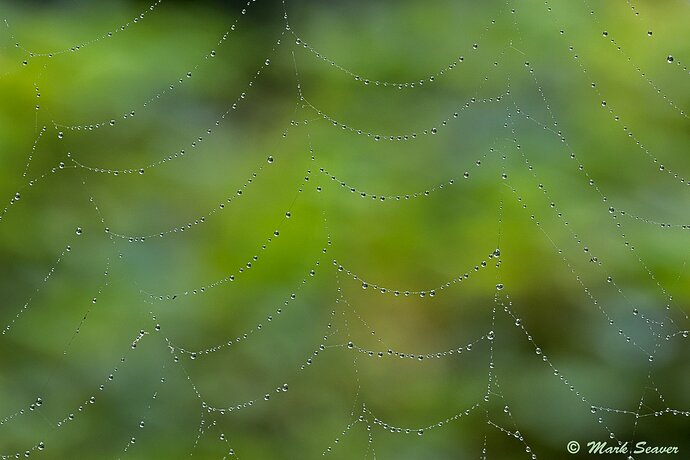 Wet%20spider%20web