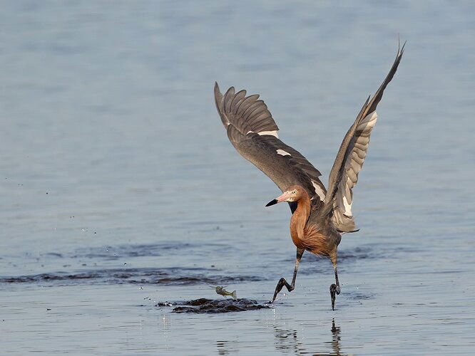 Reddish%20Egret%20after%20fish%202%20-%20NPN