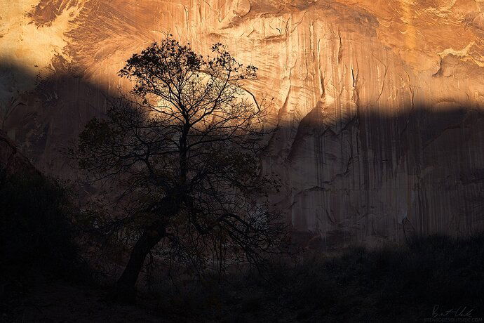 com_web1400_2018_UT_Canyon%20Tree%20Silouette