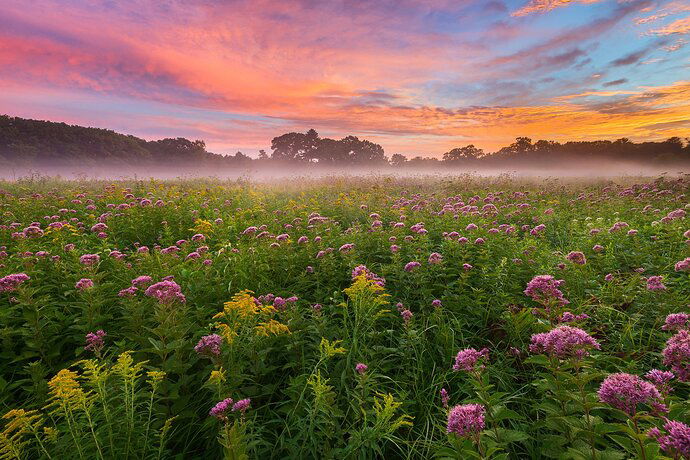 Joe%20Pye%20and%20Goldenrod