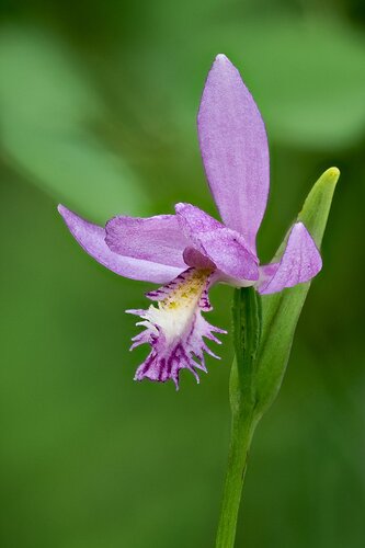 RosePogonia1