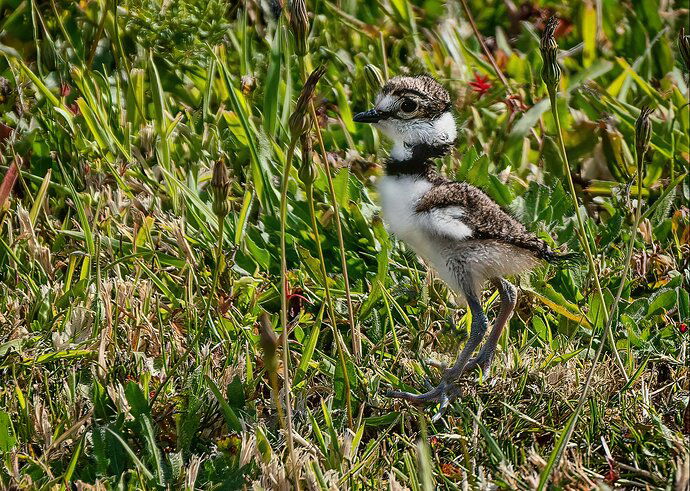 killdeer-5-copy