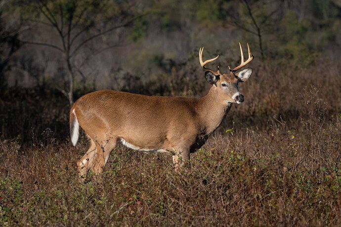 Buck%20in%20Big%20Meadows%20(1%20of%201)