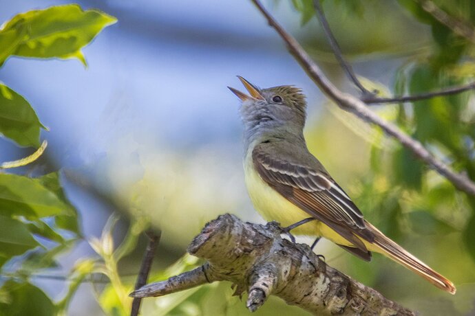 Great%20Crested%20Flycatcher-NPN