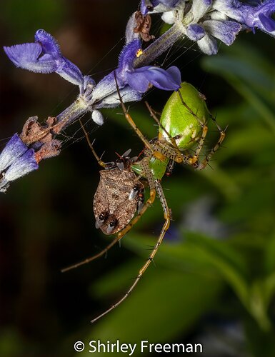 GreenLynxFeasting