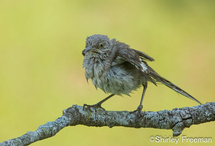 WetMockingBird