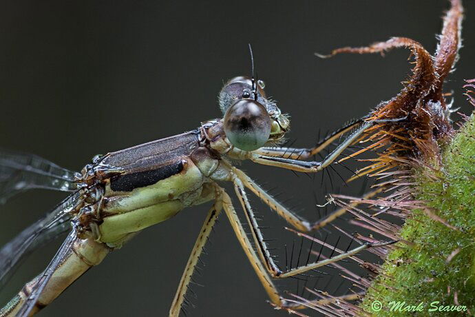 Lyre-tipped%20Spreadwing%20Close-up