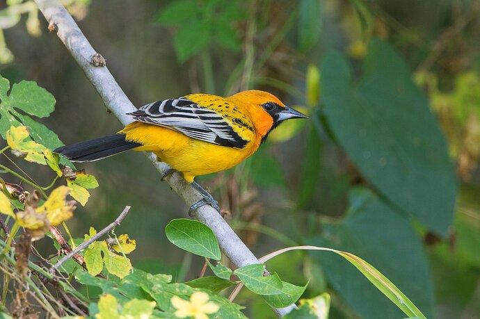 streaked-backed-oriole5